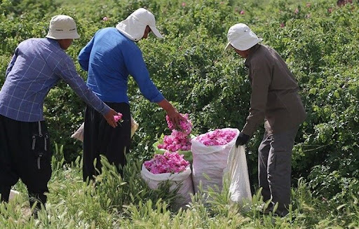 توسعه پایدار روستاهای خراسان رضوی با گردشگری کشاورزی